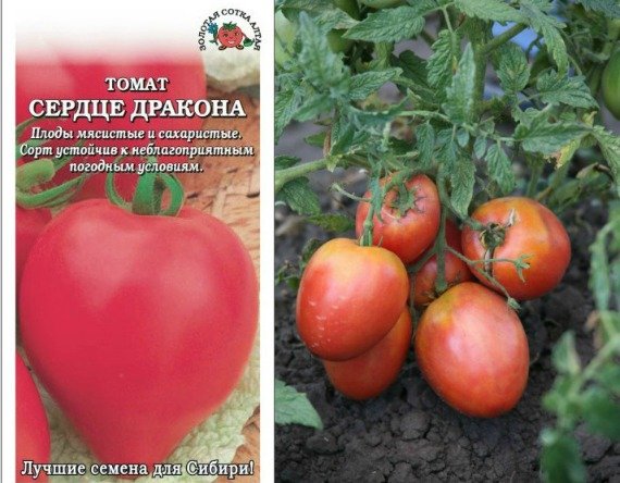 Высокорослые томаты для теплиц высокоурожайные - описание с фото