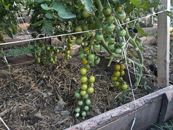 Высокорослые томаты для теплиц высокоурожайные - описание с фото