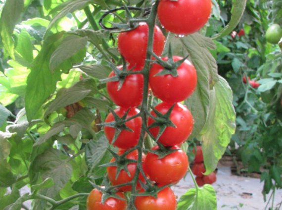 Высокорослые томаты для теплиц высокоурожайные - описание с фото