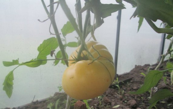 Высокорослые томаты для теплиц высокоурожайные - описание с фото