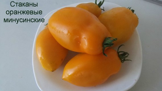 Высокорослые томаты для теплиц высокоурожайные - описание с фото