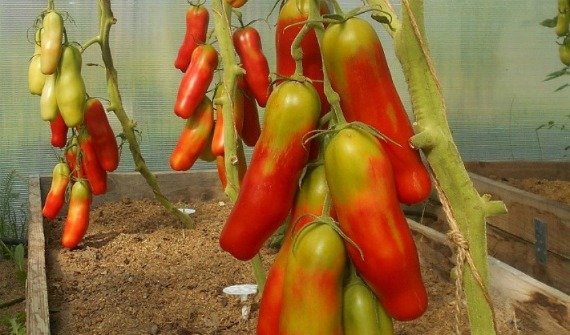 Высокорослые томаты для теплиц высокоурожайные - описание с фото