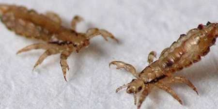 Воші: все, що ви не знали, але соромилися запитати