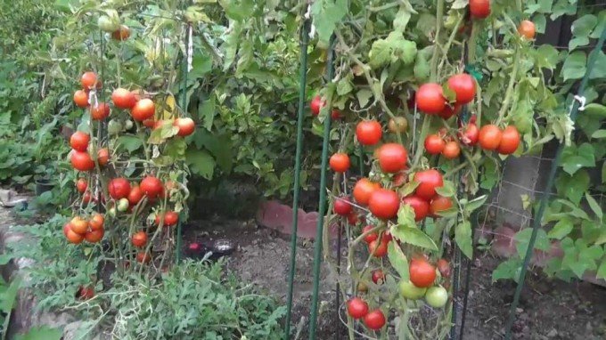 Всі способи вирощування помідорів та поради агронома