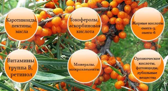Корисні властивості та протипоказання обліпихи: рецепти, фото та поради
