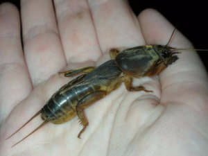 Як боротися з Медведков на дачній ділянці, вивчаємо способи