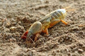 Як боротися з Медведков на дачній ділянці, вивчаємо способи