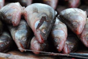 Як боротися з Медведков на дачній ділянці, вивчаємо способи