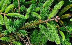 Як боротися з Медведков на дачній ділянці, вивчаємо способи