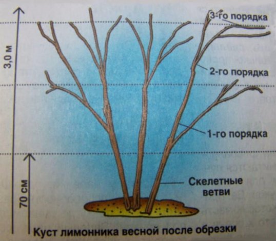 Як доглядати за китайським лимонником