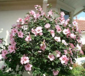 Як доглядати за кімнатним гібіскусом