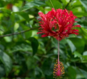 Як доглядати за кімнатним гібіскусом