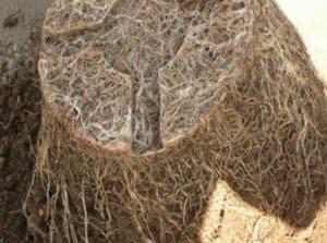 Як доглядати за кімнатним гібіскусом