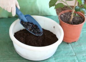 Як доглядати за кімнатним гібіскусом