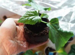 Як доглядати за кімнатним гібіскусом