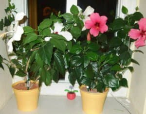 Як доглядати за кімнатним гібіскусом