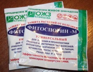 Як лікувати і запобігти хворобам капусти