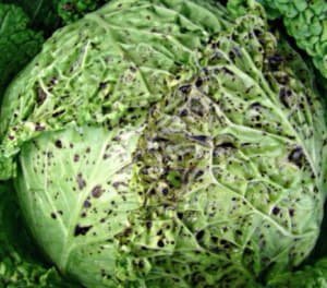 Як лікувати і запобігти хворобам капусти