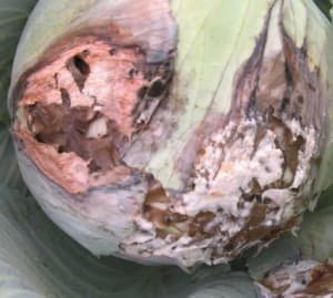 Як лікувати і запобігти хворобам капусти