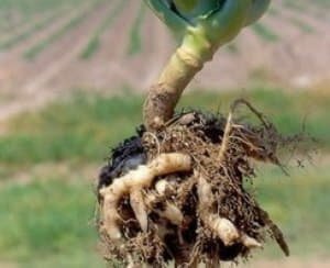 Як лікувати і запобігти хворобам капусти