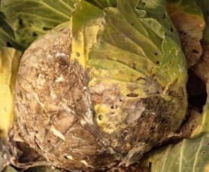 Як лікувати і запобігти хворобам капусти