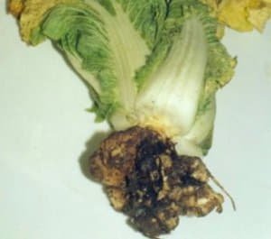 Як лікувати і запобігти хворобам капусти