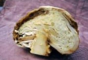 Як лікувати і запобігти хворобам капусти