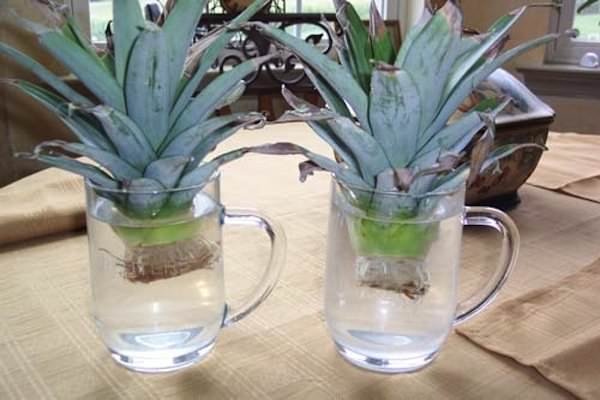 Як посадити ананас в домашніх умовах?