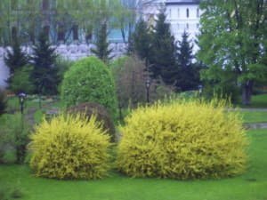 Як посадити і виростити форзицию