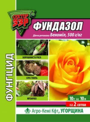 Як посадити і виростити форзицию