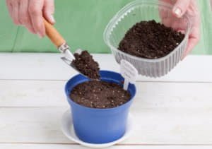 Як посадити і виростити фізаліс