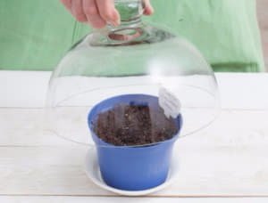 Як посадити і виростити фізаліс