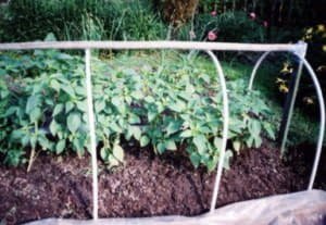 Як посадити і виростити фізаліс