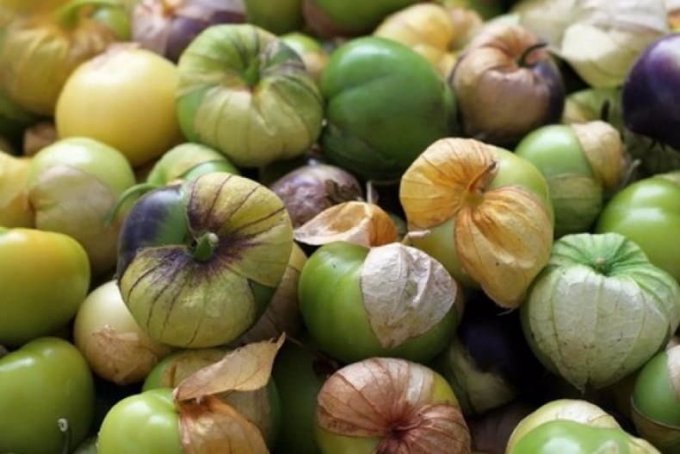 Як посадити і виростити фізаліс