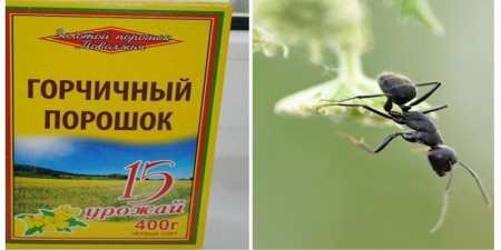 Як позбутися від мурашок на грядці назавжди