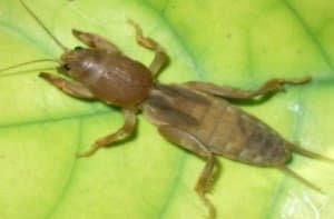 Як позбутися від шкідників капусти