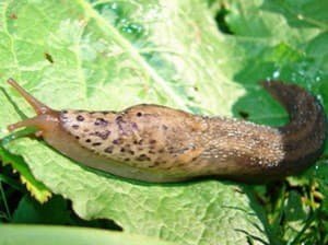 Як позбутися від шкідників капусти