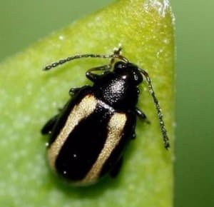 Як позбутися від шкідників капусти