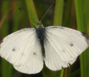 Як позбутися від шкідників капусти