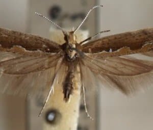 Як позбутися від шкідників капусти