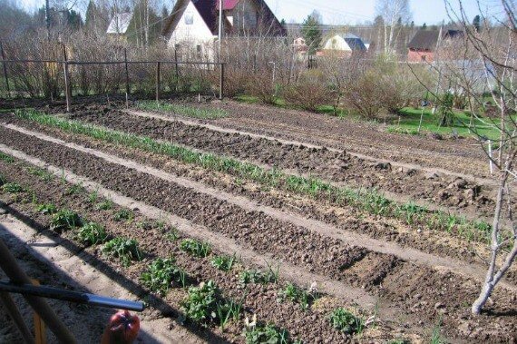 Оптимальний посів огірків: покрокова інструкція з фото та відео