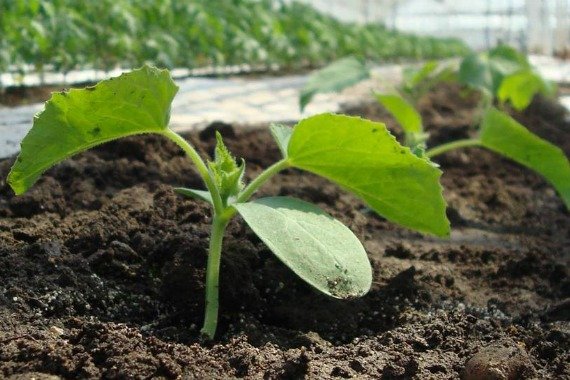 Как правильно посадить огурцы в открытый грунт семенами Фото Видео