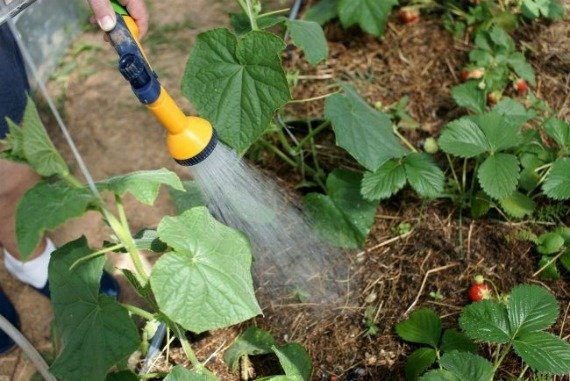 Как правильно посадить огурцы в открытый грунт семенами Фото Видео