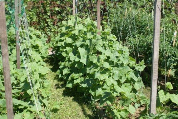 Как правильно посадить огурцы в открытый грунт семенами Фото Видео