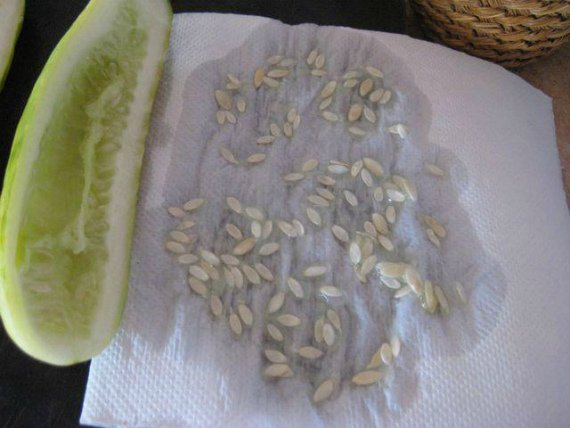 Как правильно посадить огурцы в открытый грунт семенами Фото Видео