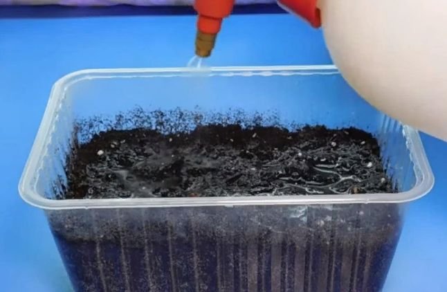 Как правильно посадить петунию на рассаду в домашних условиях