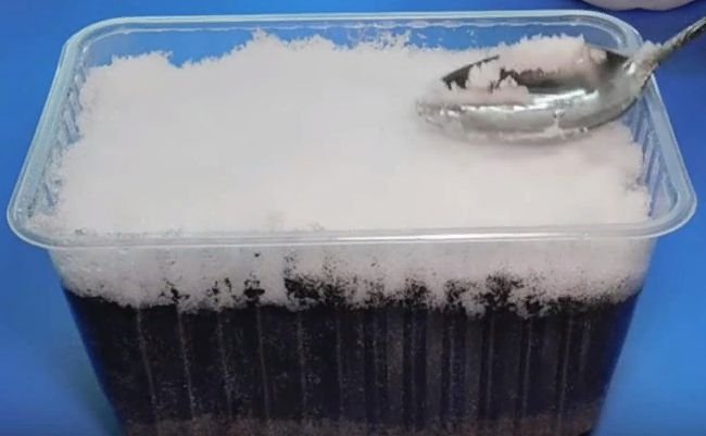 Как правильно посадить петунию на рассаду в домашних условиях