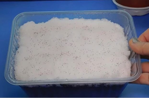 Как правильно посадить петунию на рассаду в домашних условиях