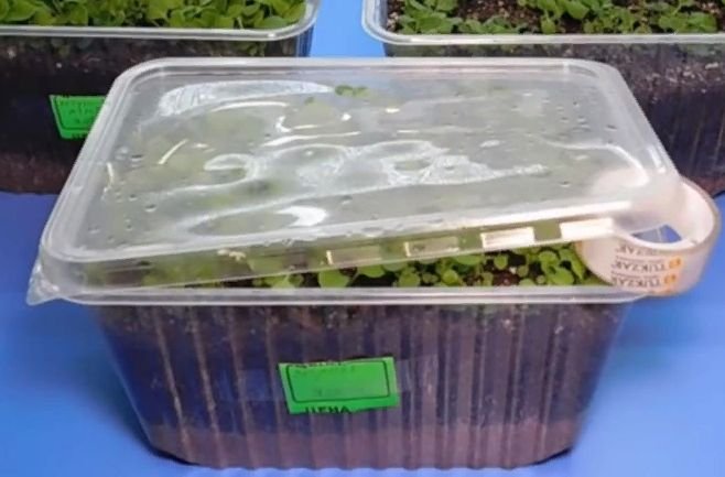 Как правильно посадить петунию на рассаду в домашних условиях