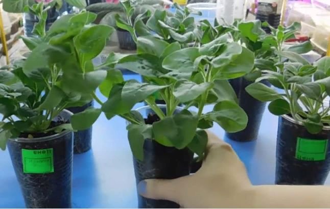 Как правильно посадить петунию на рассаду в домашних условиях